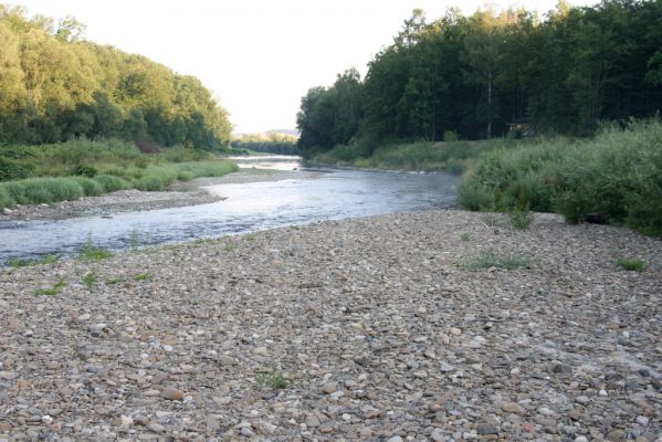 Kladeruby, 19.7.2017
Meandry Bečvy.
Klíčová slova: Kladeruby řeka Bečva Adrastus circassicus