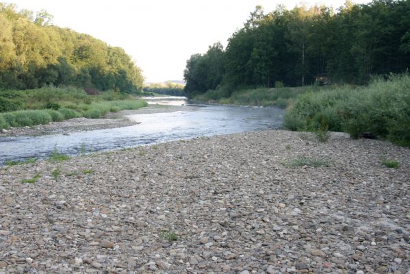 Kladeruby, 19.7.2017
Meandry Bečvy.
Keywords: Kladeruby řeka Bečva Adrastus circassicus