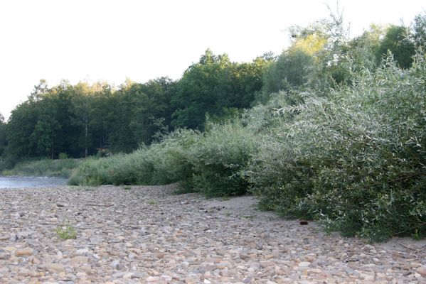 Kladeruby, 19.7.2017
Meandry Bečvy.
Klíčová slova: Kladeruby řeka Bečva Adrastus circassicus pallens rachifer Betarmon bisbimaculatus Negastrius pulchellus Zorochros quadriguttatus