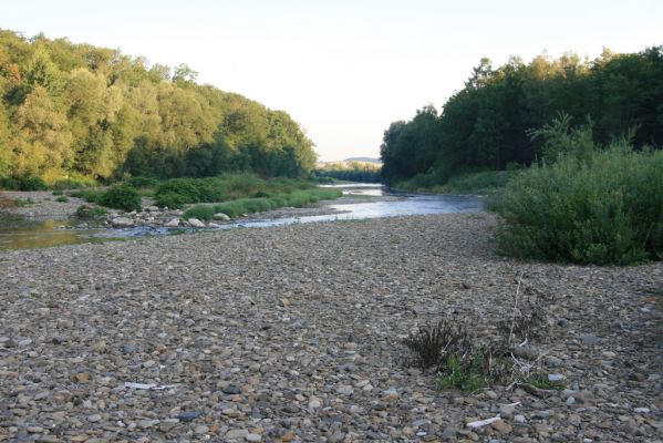 Kladeruby, 19.7.2017
Meandry Bečvy. 
Klíčová slova: Kladeruby řeka Bečva Adrastus circassicus