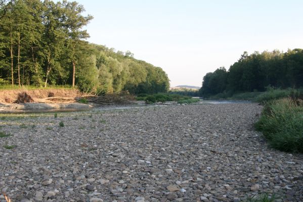 Kladeruby, 19.7.2017
Meandry Bečvy.
Keywords: Kladeruby řeka Bečva Adrastus circassicus