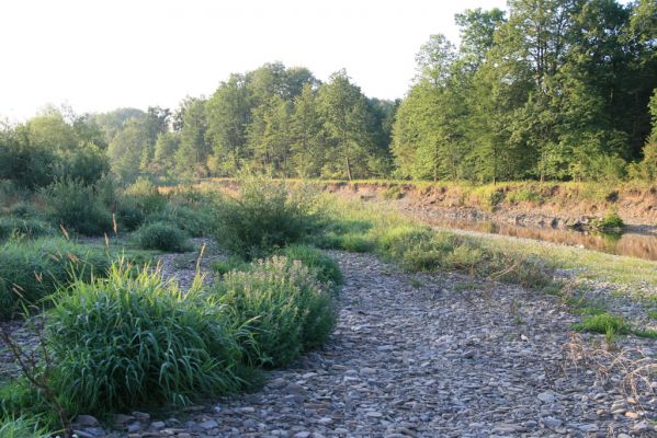 Kladeruby, 19.7.2017
Meandry Bečvy.
Klíčová slova: Kladeruby řeka Bečva Adrastus circassicus