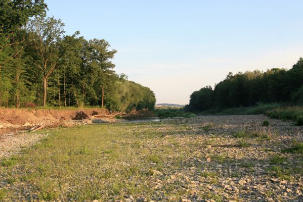 Kladeruby, 19.7.2017
Meandry Bečvy.
Mots-clés: Kladeruby řeka Bečva Adrastus circassicus