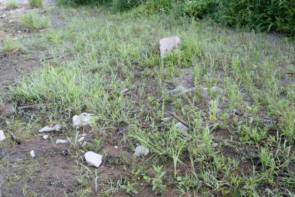 Kladeruby, 19.7.2017
Meandry Bečvy.
Klíčová slova: Kladeruby řeka Bečva
