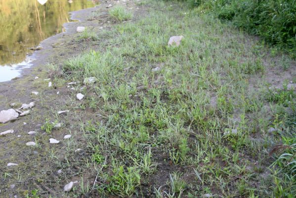 Kladeruby, 19.7.2017
Meandry Bečvy.
Klíčová slova: Kladeruby řeka Bečva