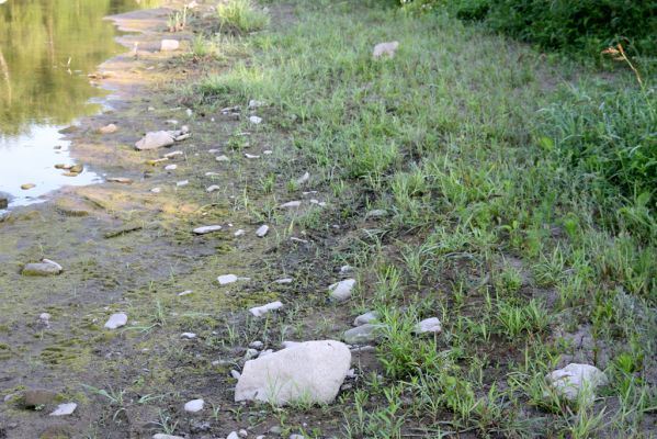 Kladeruby, 19.7.2017
Meandry Bečvy.
Klíčová slova: Kladeruby řeka Bečva
