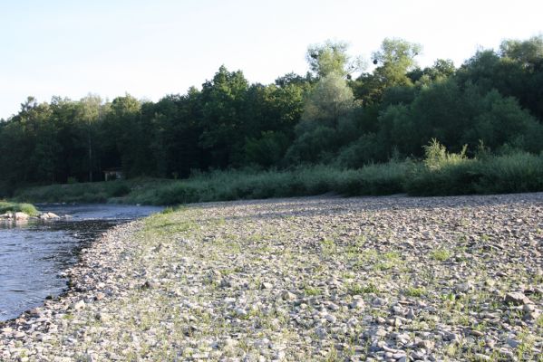 Kladeruby, 19.7.2017
Meandry Bečvy.
Schlüsselwörter: Kladeruby řeka Bečva Adrastus circassicus