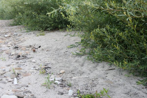 Kladeruby, 19.7.2017
Meandry Bečvy. Biotop kovaříka Negastrius pulchellus.
Schlüsselwörter: Kladeruby řeka Bečva Negastrius pulchellus Zorochros quadriguttatus dermestoides meridionalis