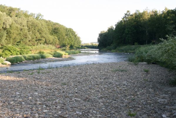 Kladeruby, 19.7.2017
Meandry Bečvy. 
Klíčová slova: Kladeruby řeka Bečva Adrastus circassicus