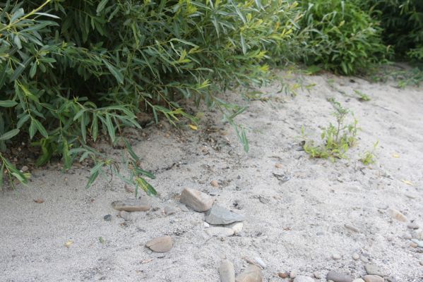 Kladeruby, 19.7.2017
Meandry Bečvy. Biotop kovaříka Negastrius pulchellus. 
Klíčová slova: Kladeruby řeka Bečva Negastrius pulchellus