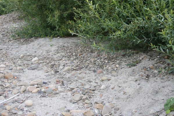 Kladeruby, 19.7.2017
Meandry Bečvy. 
Keywords: Kladeruby řeka Bečva Betarmon bisbimaculatus Adrastus circassicus Negastrius pulchellus Zorochros quadriguttatus dermestoides meridionalis