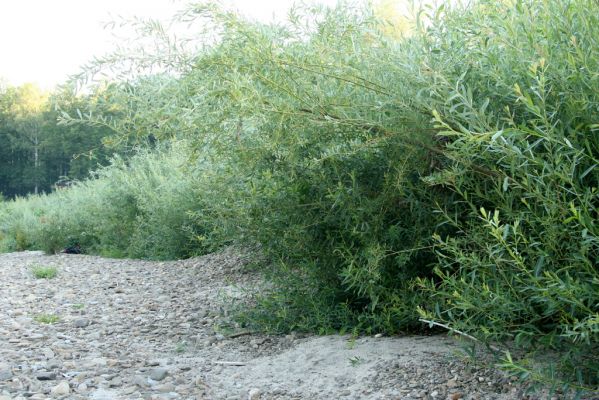 Kladeruby, 19.7.2017
Meandry Bečvy. 
Klíčová slova: Kladeruby řeka Bečva Adrastus circassicus pallens rachifer Betarmon bisbimaculatus Negastrius pulchellus Zorochros quadriguttatus dermestoides