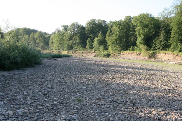 Kladeruby, 19.7.2017
Meandry Bečvy. 
Mots-clés: Kladeruby řeka Bečva Adrastus circassicus