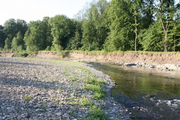 Kladeruby, 19.7.2017
Meandry Bečvy. 
Klíčová slova: Kladeruby řeka Bečva Adrastus circassicus