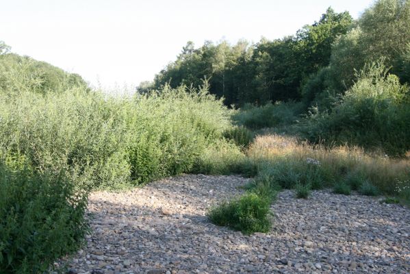 Kladeruby, 19.7.2017
Meandry Bečvy. 
Klíčová slova: Kladeruby řeka Bečva Adrastus circassicus