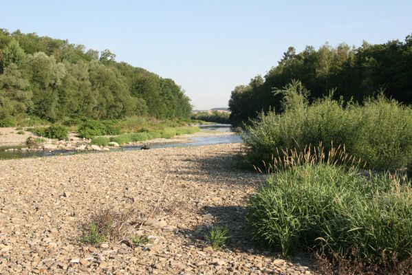 Kladeruby, 19.7.2017
Meandry Bečvy. 
Mots-clés: Kladeruby řeka Bečva Adrastus circassicus pallens rachifer Betarmon bisbimaculatus