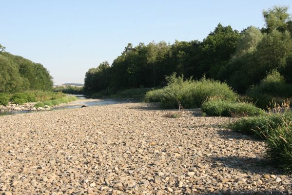 Kladeruby, 19.7.2017
Meandry Bečvy. 
Schlüsselwörter: Kladeruby řeka Bečva Adrastus circassicus pallens rachifer Betarmon bisbimaculatus