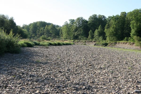 Kladeruby, 19.7.2017
Meandry Bečvy. 
Mots-clés: Kladeruby řeka Bečva Adrastus circassicus