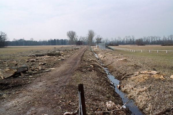 Kladruby nad Labem, 16.3.2005
Pohled na čerstvě vyrubanou topolovou alej u závodiště.
Klíčová slova: Kladruby nad Labem Cucujus cinnaberinus