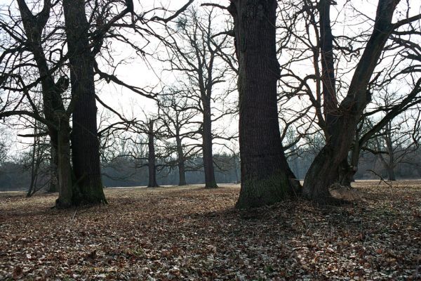 Kladruby nad Labem, 16.3.2005
Bažantnice u hájovny V Mošnicích. 
Klíčová slova: Kladruby nad Labem bažantnice V Mošnicích Ampedus cardinalis