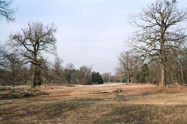 Kladruby nad Labem, 16.3.2005
Bažantnice u hájovny V Mošnicích. 
Schlüsselwörter: Kladruby nad Labem bažantnice V Mošnicích