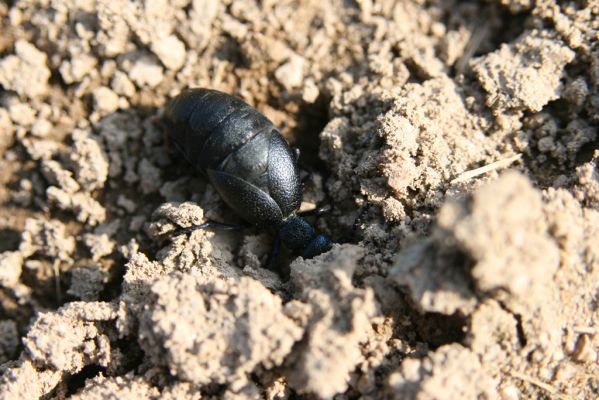 Kladruby nad Labem, 17.4.2018
V Mošnicích - majka Meloe proscarabeus.
Mots-clés: Kladruby nad Labem V Mošnicích Meloe proscarabeus