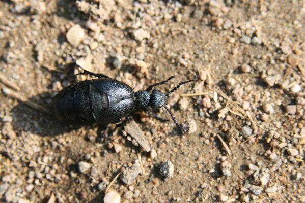 Kladruby nad Labem, 17.4.2018
V Mošnicích - majka Meloe proscarabeus.
Klíčová slova: Kladruby nad Labem V Mošnicích Meloe proscarabeus