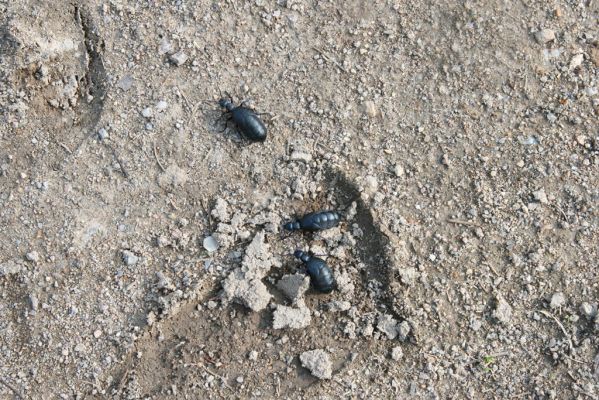 Kladruby nad Labem, 17.4.2018
V Mošnicích - majka Meloe proscarabeus.
Mots-clés: Kladruby nad Labem V Mošnicích Meloe proscarabeus