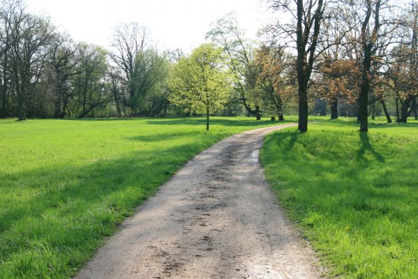 Kladruby nad Labem, 17.4.2018
V Mošnicích.
Klíčová slova: Kladruby nad Labem V Mošnicích Meloe proscarabeus