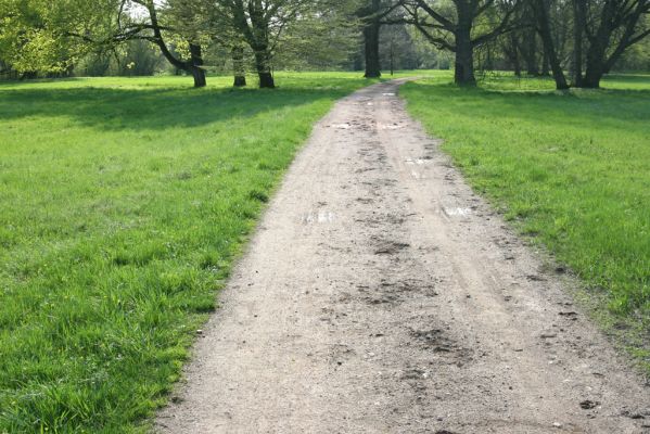 Kladruby nad Labem, 17.4.2018
V Mošnicích.
Schlüsselwörter: Kladruby nad Labem V Mošnicích Meloe proscarabeus