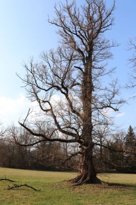 Kladruby nad Labem, 18.3.2020
Mošnice - obrovský jilm.
Klíčová slova: Kladruby nad Labem V Mošnici Mošnice