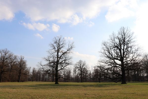 Kladruby nad Labem, 18.3.2020
Mošnice.
Klíčová slova: Kladruby nad Labem V Mošnici Mošnice