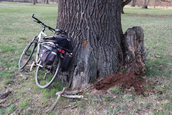 Kladruby nad Labem, 18.3.2020
Mošnice.
Mots-clés: Kladruby nad Labem V Mošnici Mošnice Trox sabulosus Selatosomus latus