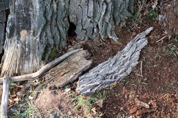 Kladruby nad Labem, 18.3.2020
Mošnice. Zamaskovaná past z ovčí srsti.
Klíčová slova: Kladruby nad Labem V Mošnici Mošnice Trox sabulosus Selatosomus latus