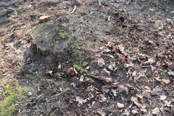 Kladruby nad Labem, 18.3.2020
Na Sklepích. Zalesněná duna na okraji lesa. Zamaskovaná past z ovčí srsti.
Klíčová slova: Kladruby nad Labem Na Sklepích Trox sabulosus