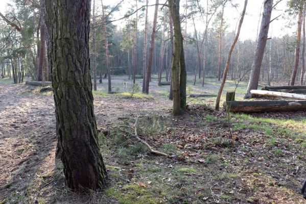 Kladruby nad Labem, 18.3.2020
Na Sklepích. Zalesněná duna na okraji lesa.
Klíčová slova: Kladruby nad Labem Na Sklepích Trox sabulosus