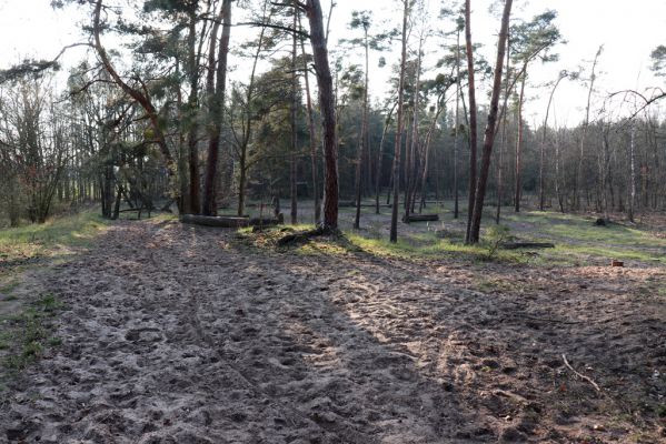 Kladruby nad Labem, 18.3.2020
Na Sklepích. Zalesněná duna na okraji lesa. 
Schlüsselwörter: Kladruby nad Labem Na Sklepích Trox sabulosus