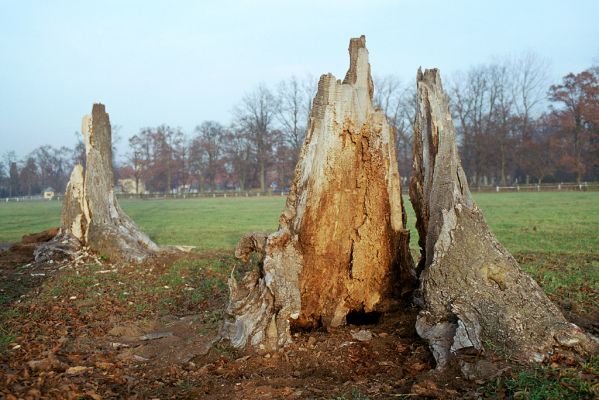 Kladruby nad Labem, 21.11.2003
Zbytky lip, jejichž dřevo na stěnách dutin je plné požerků Valgus hemipterus. V pozadí lipová alej podél silnice od hřebčína k Labi.
Klíčová slova: Kladruby nad Labem Valgus hemipterus Lamprodila rutilans