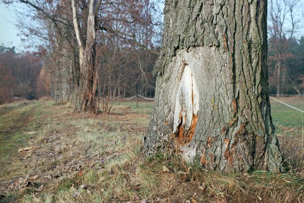 Kladruby nad Labem, 21.11.2003
Topol v aleji u silnice mezi Kladruby nad Labem a statkem Františkov.Takto poškozená místa na kmenu (zrcátka), osidlují různé druhy saproxylofágních brouků. 
Mots-clés: Kladruby nad Labem Rhamnusium bicolor Crepidophorus mutilatus