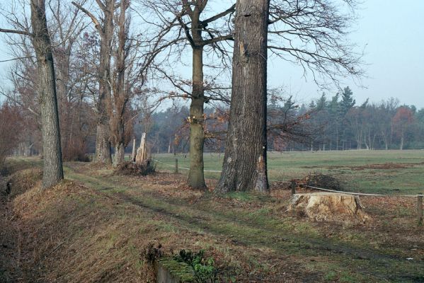 Kladruby nad Labem, 21.11.2003
Topolová alej u silnice mezi Kladruby nad Labem a statkem Františkov.
Mots-clés: Kladruby nad Labem Rhamnusium bicolor Crepidophorus mutilatus