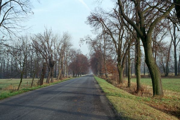 Kladruby nad Labem, 21.11.2003
Lipová alej podél silnice od Kladrub nad Labem ke statku Františkov.
Klíčová slova: Kladruby nad Labem Lamprodila rutilans Calambus bipustulatus