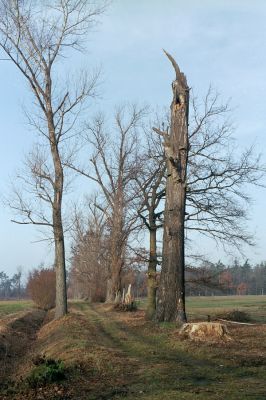 Kladruby nad Labem, 21.11.2003
Topol v aleji u silnice mezi Kladruby nad Labem a statkem Františkov.
Klíčová slova: Kladruby nad Labem Rhamnusium bicolor Crepidophorus mutilatus