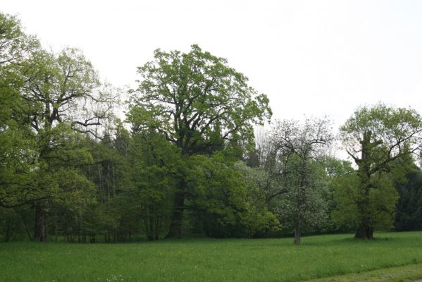Kladruby nad Labem, 26.4.2014
Bažantnice V Mošnicích.



Klíčová slova: Kladruby nad Labem bažantnice V Mošnicích
