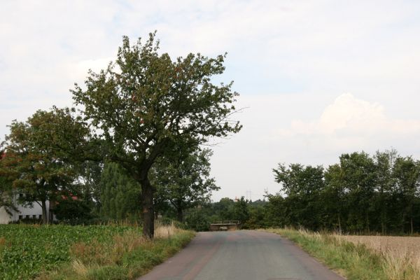 Klášter nad Dědinou, 15.9.2009
Třešeň u silnice na Ledce.
Klíčová slova: Klášter nad Dědinou Anthaxia candens