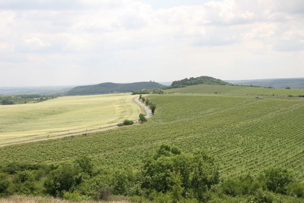 Klentnice, 10.6.2011 
Pohled od Stolové hory na jih na Turold a na Svatý kopeček.

Klíčová slova: Klentnice Stolová hora Tabulová hora Svatý kopeček Turold