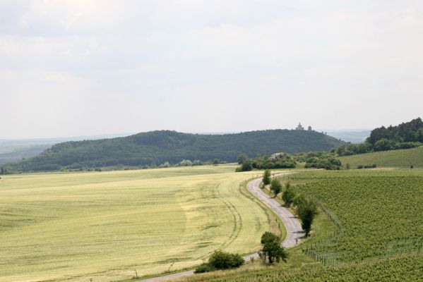 Klentnice, 10.6.2011 
Pohled od Stolové hory na jih na Svatý kopeček.
Mots-clés: Klentnice Stolová hora Svatý kopeček