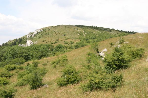 Klentnice, 10.6.2011
Jižní svahy Stolové hory.



Klíčová slova: Klentnice Stolová hora Tabulová hora Melanotus brunnipes