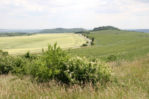 Klentnice, 10.6.2011
Pohled z jižního úpatí Stolové hory na jih na Turold a na Svatý kopeček.



Mots-clés: Klentnice Stolová hora Tabulová hora Svatý kopeček Turold