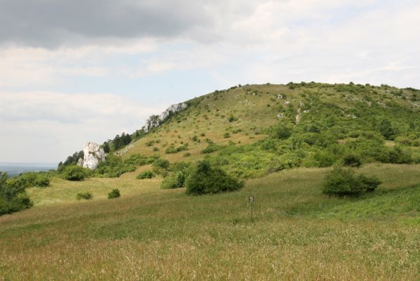 Klentnice, 10.6.2011
Jižní svah Stolové hory.
pes


Schlüsselwörter: Klentnice Stolová hora Tabulová hora Melanotus brunni