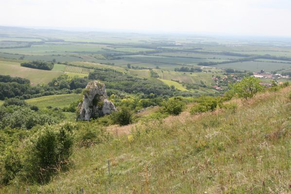 Klentnice, 10.6.2011
Jižní svah Stolové hory - pohled k západu.



Schlüsselwörter: Klentnice Stolová hora Tabulová hora Melanotus brunnipes